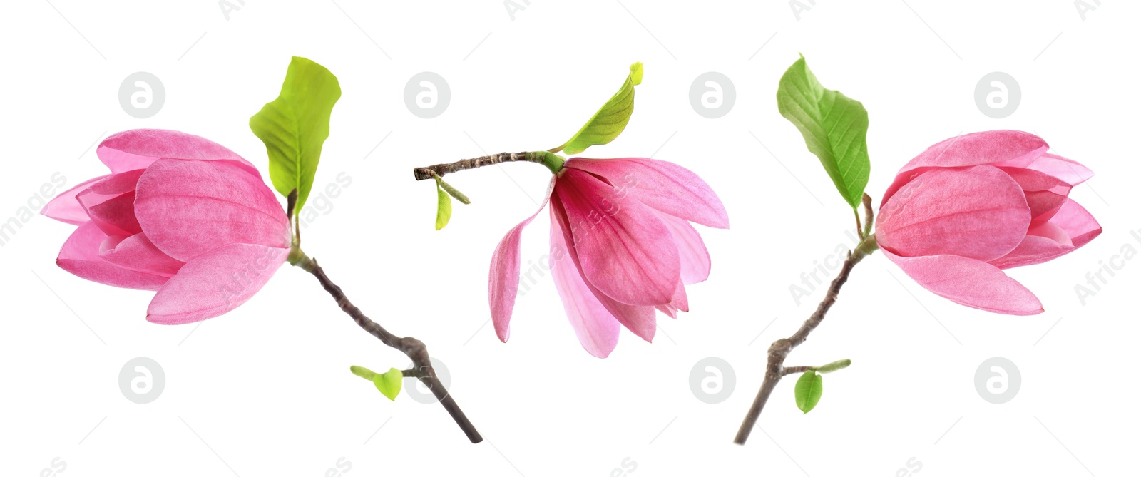 Image of Three beautiful magnolia flowers isolated on white, set