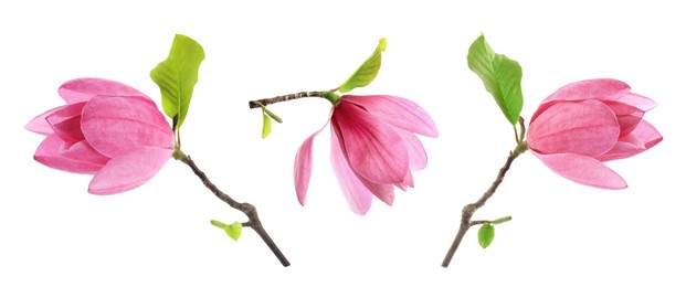 Three beautiful magnolia flowers isolated on white, set