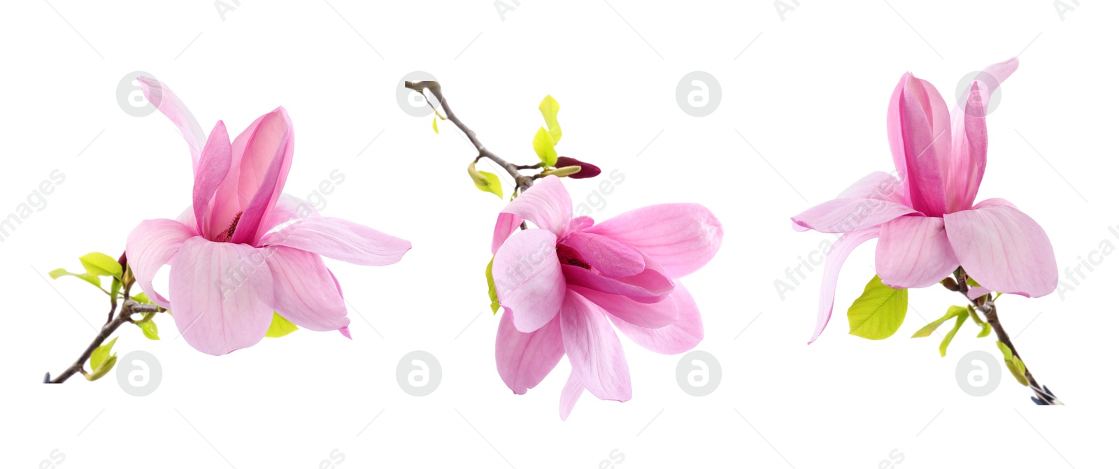 Image of Three beautiful magnolia flowers isolated on white, set