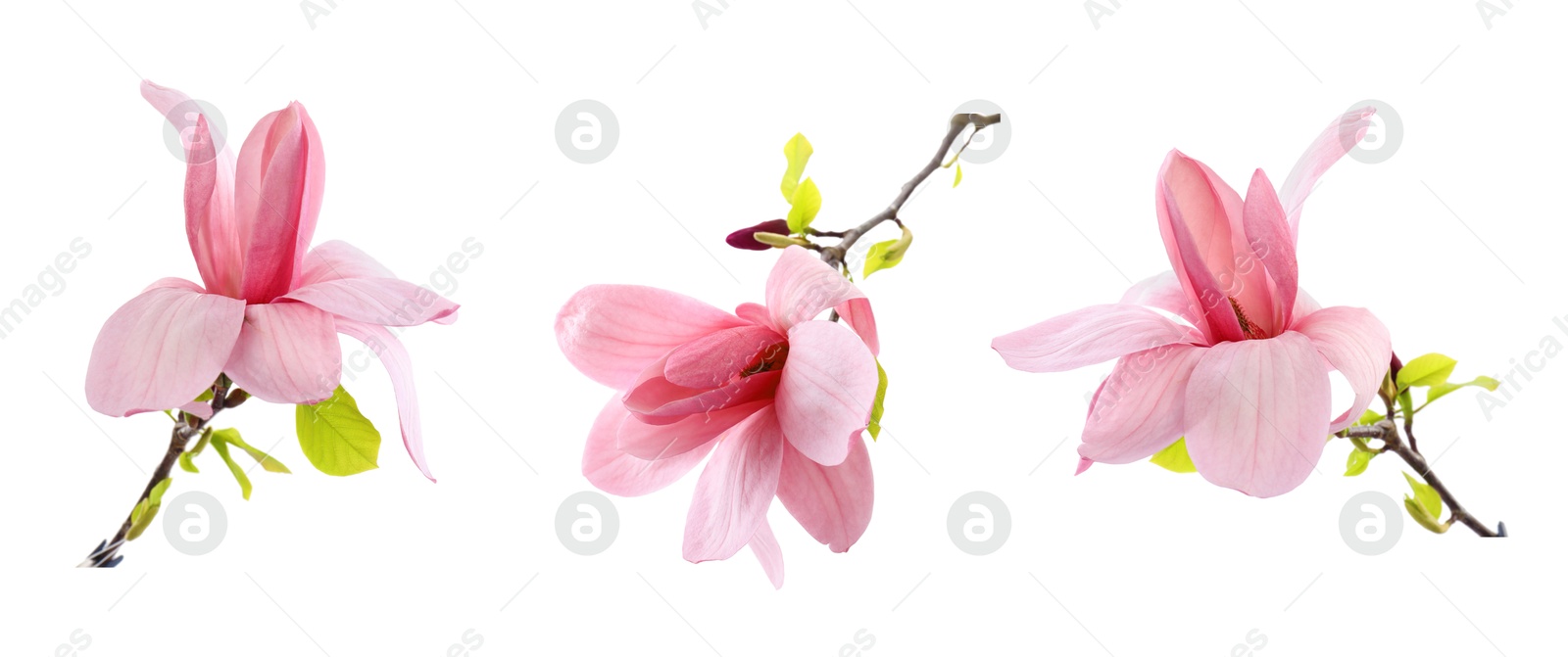 Image of Three beautiful magnolia flowers isolated on white, set