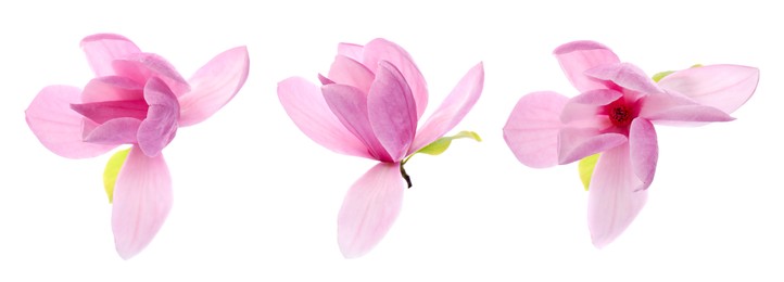 Image of Three beautiful magnolia flowers isolated on white, set