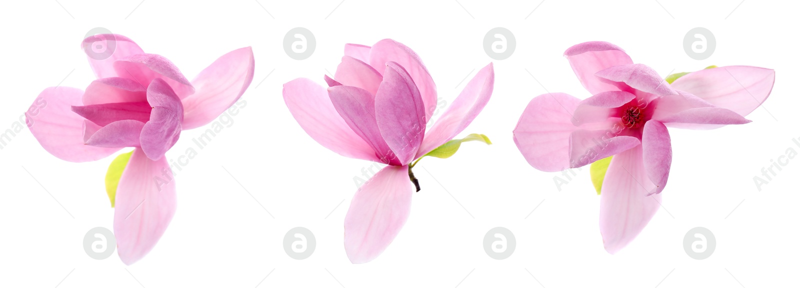 Image of Three beautiful magnolia flowers isolated on white, set