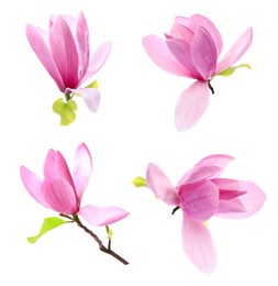 Image of Many beautiful magnolia flowers isolated on white, set