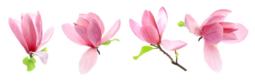 Image of Many beautiful magnolia flowers isolated on white, set