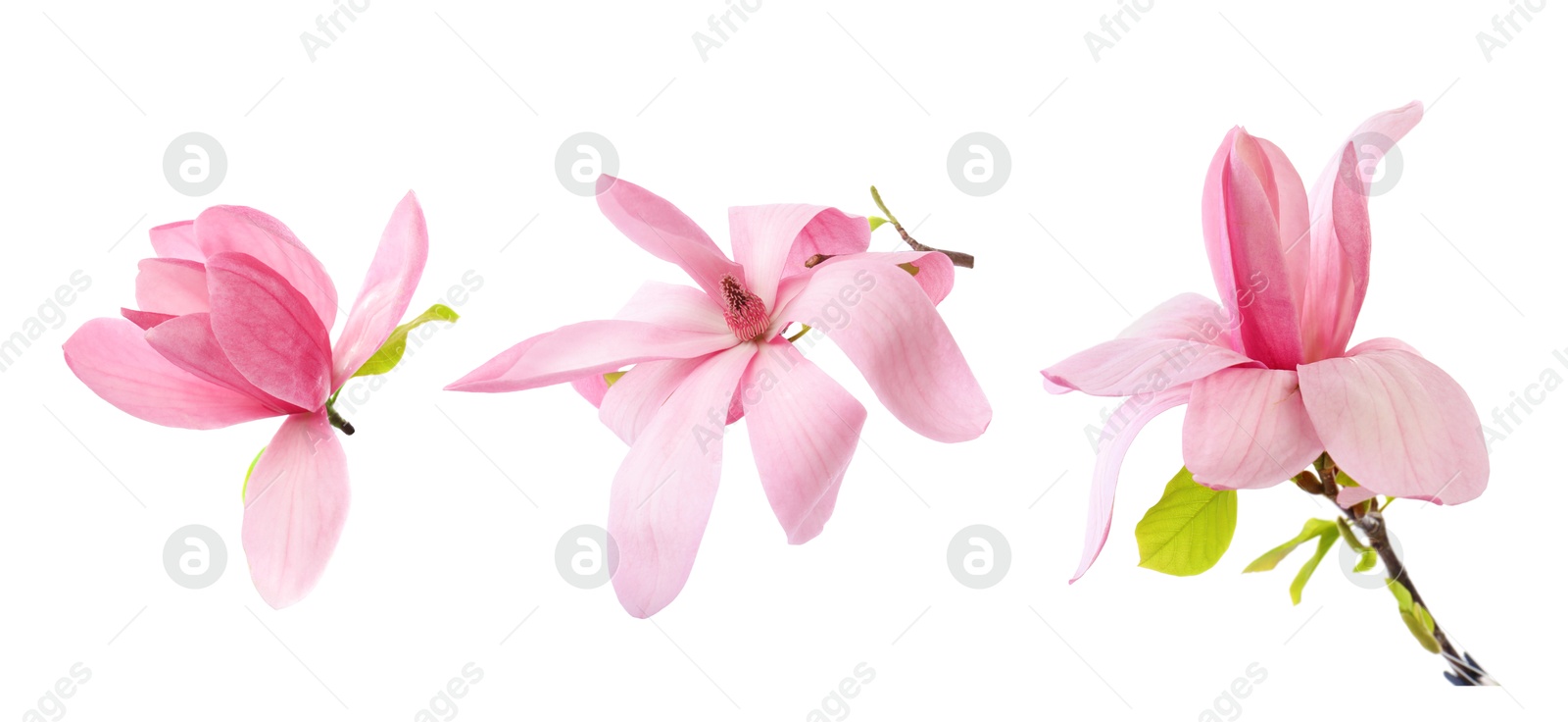 Image of Three beautiful magnolia flowers isolated on white, set