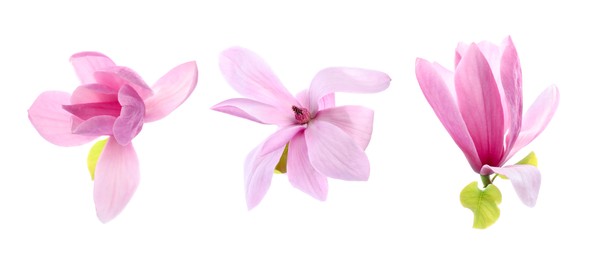 Image of Three beautiful magnolia flowers isolated on white, set