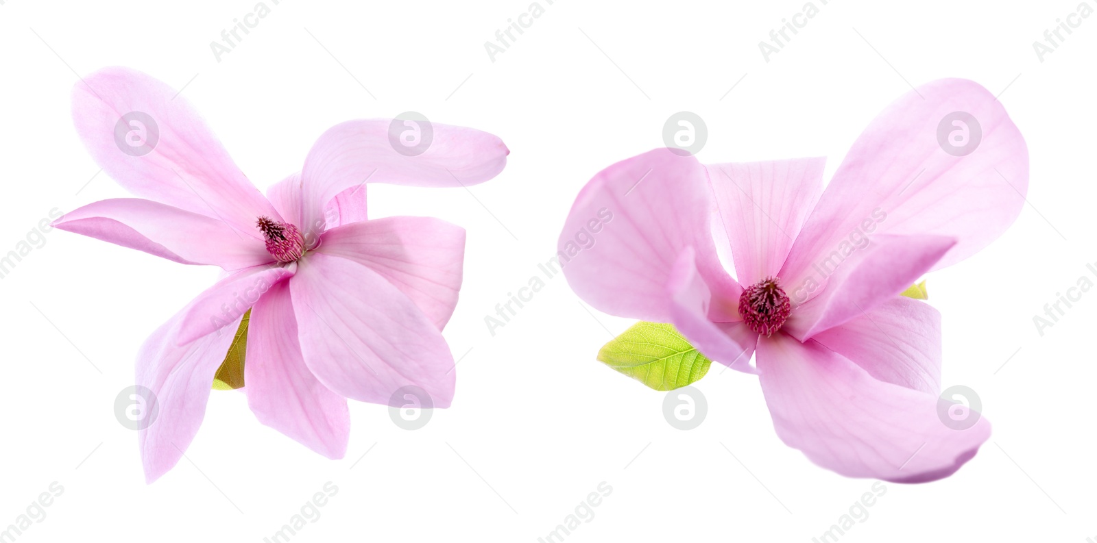 Image of Two beautiful magnolia flowers isolated on white