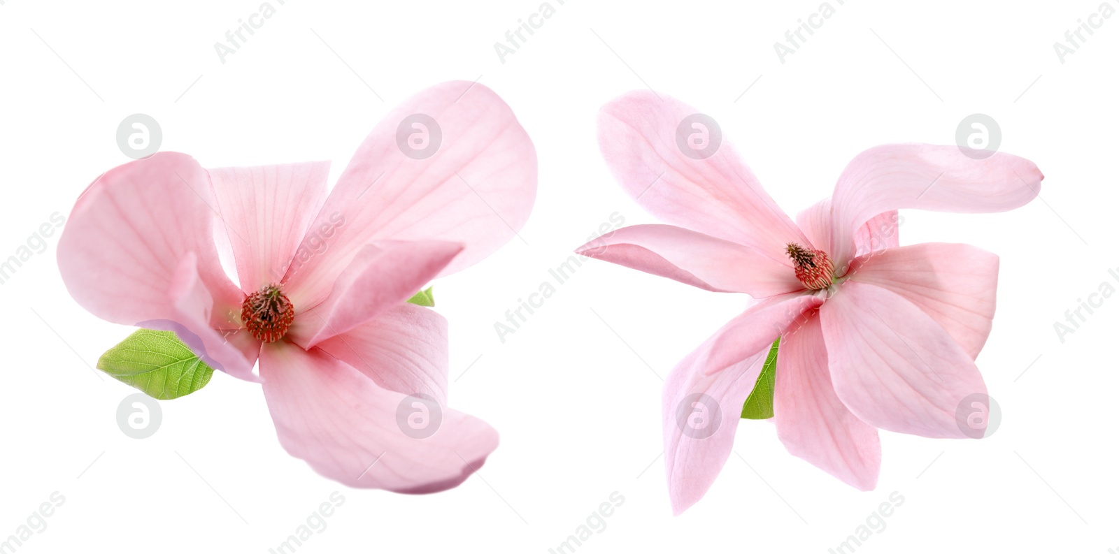 Image of Two beautiful magnolia flowers isolated on white