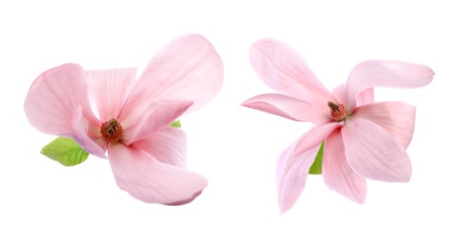 Image of Two beautiful magnolia flowers isolated on white