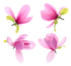 Image of Many beautiful magnolia flowers isolated on white, set