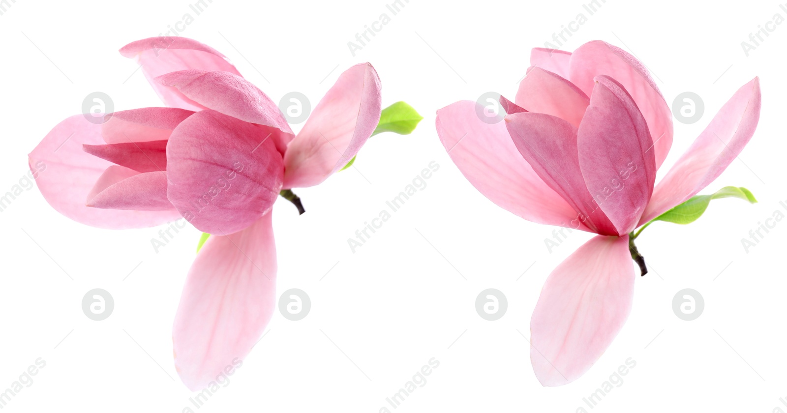 Image of Two beautiful magnolia flowers isolated on white