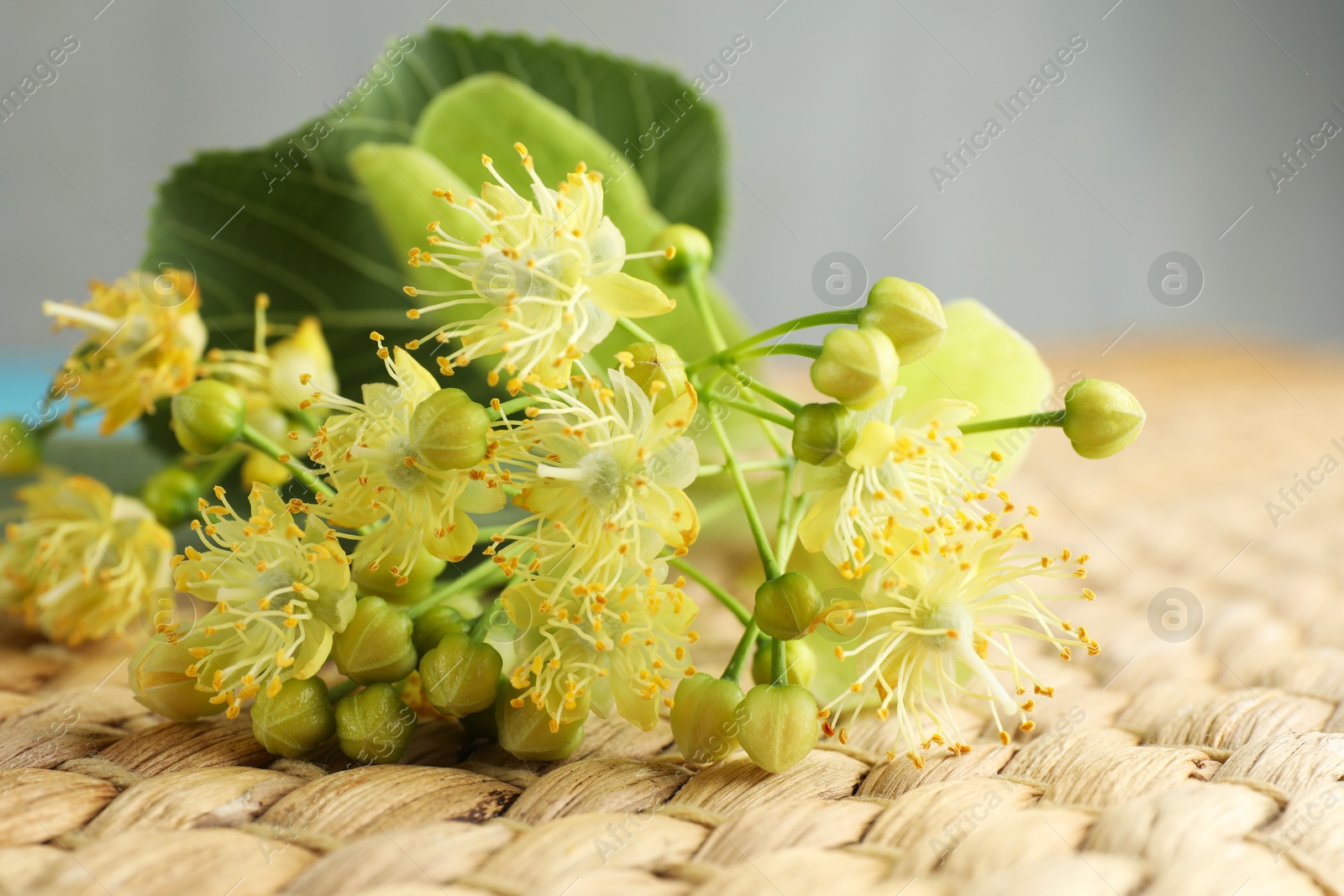 Photo of Fresh linden leaves and flowers on wicker mat, closeup