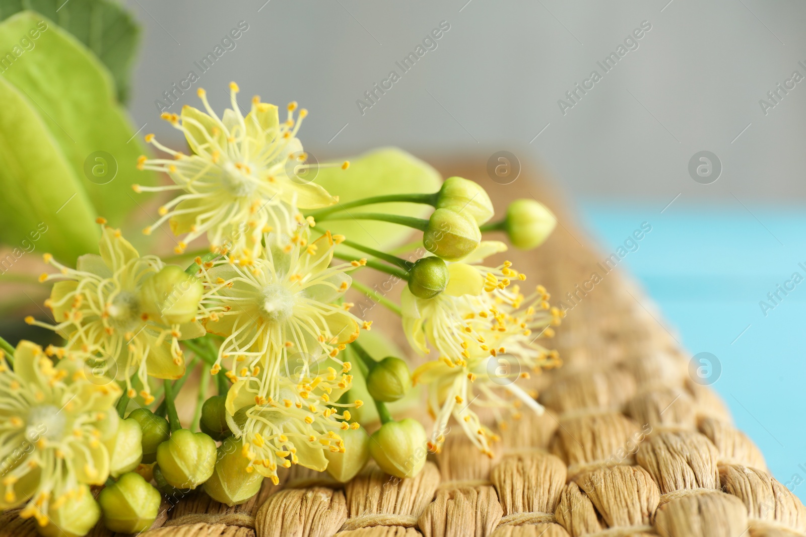 Photo of Fresh linden leaves and flowers on wicker mat, closeup