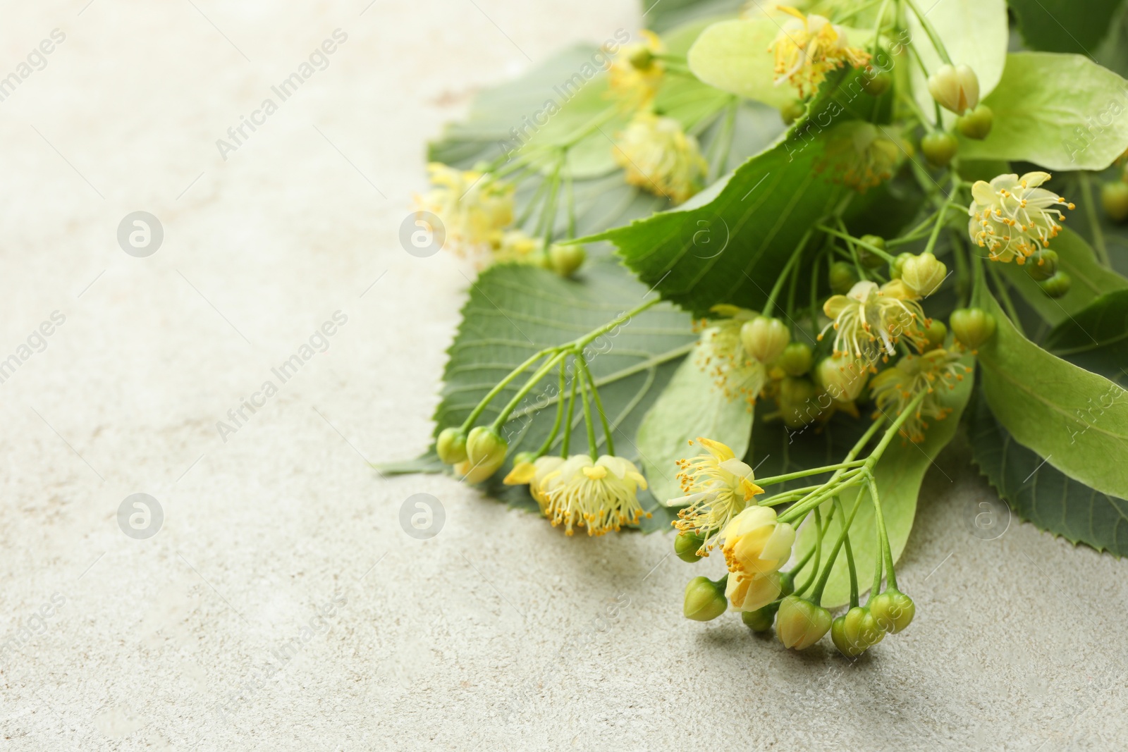 Photo of Fresh linden leaves and flowers on light grey table, closeup