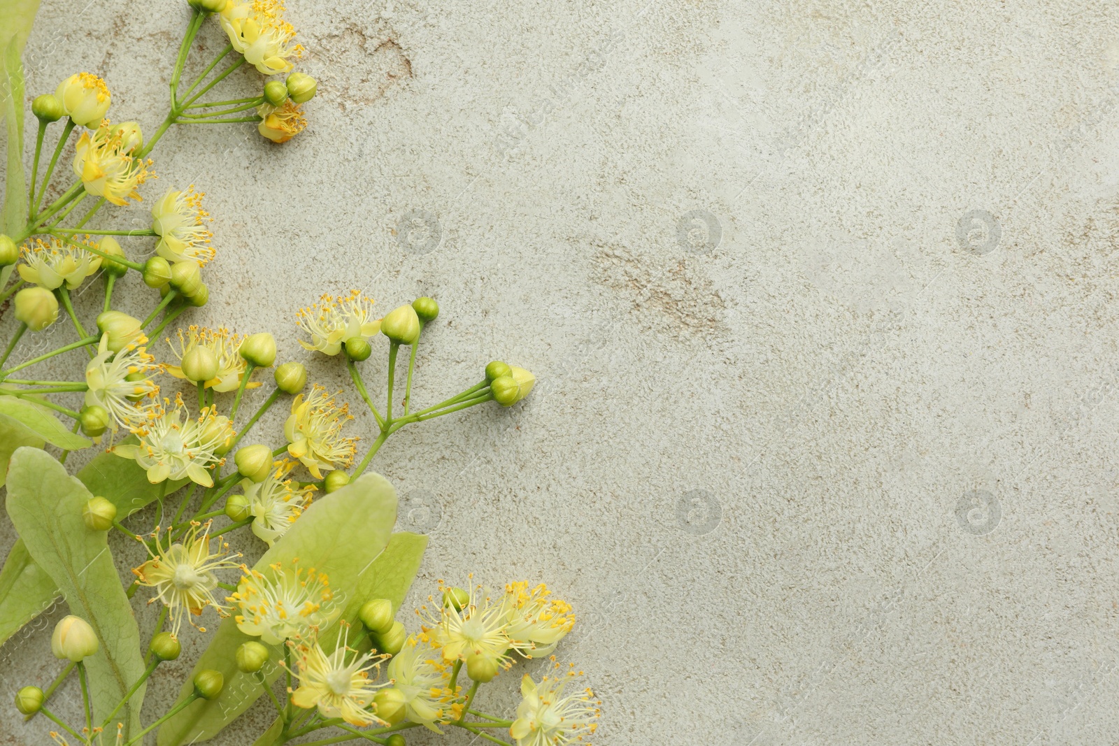 Photo of Fresh linden leaves and flowers on light grey table, top view. Space for text