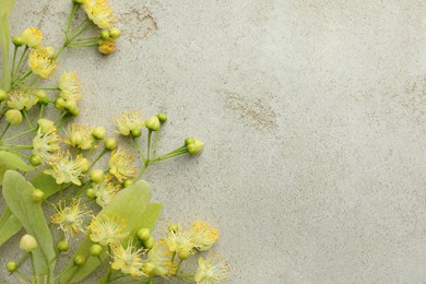 Fresh linden leaves and flowers on light grey table, top view. Space for text