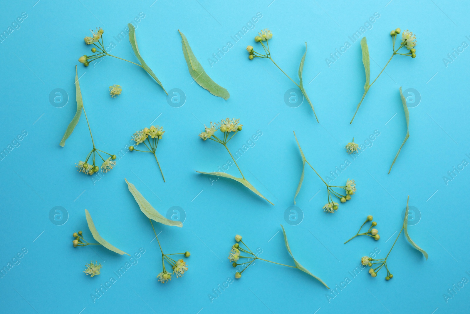 Photo of Fresh linden leaves and flowers on light blue background, top view