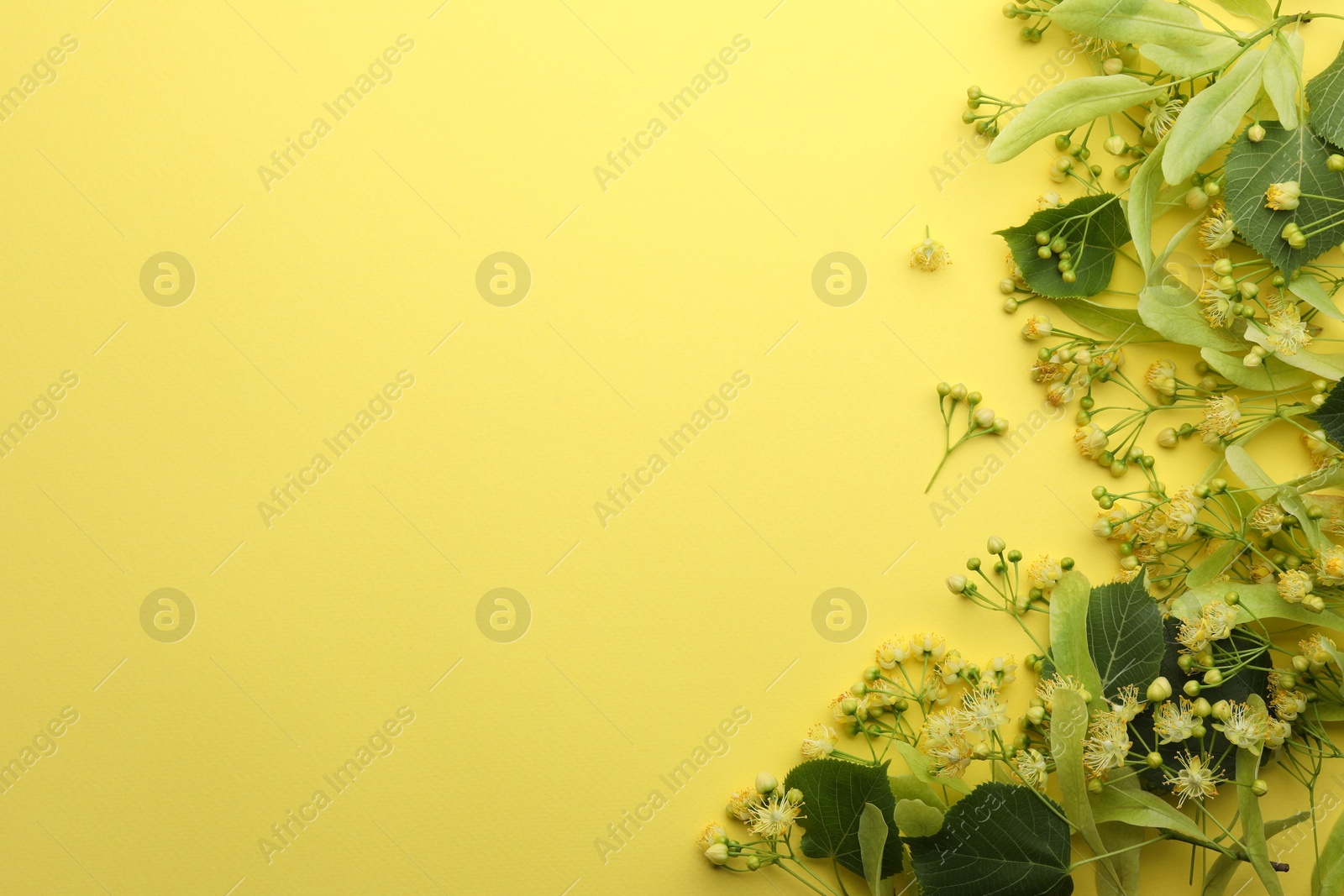 Photo of Fresh linden leaves and flowers on yellow background, top view. Space for text