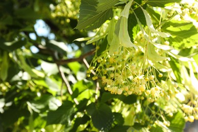 Beautiful linden tree with blossoms and green leaves outdoors, space for text