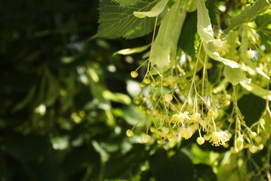 Beautiful linden tree with blossoms and green leaves outdoors, space for text