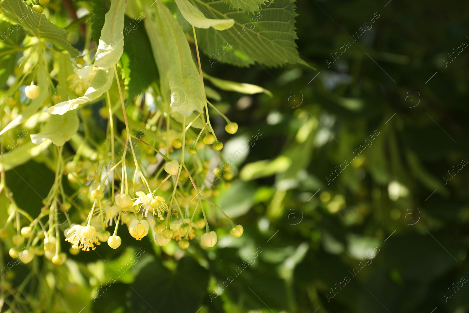 Photo of Beautiful linden tree with blossoms and green leaves outdoors, space for text