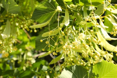 Beautiful linden tree with blossoms and green leaves outdoors