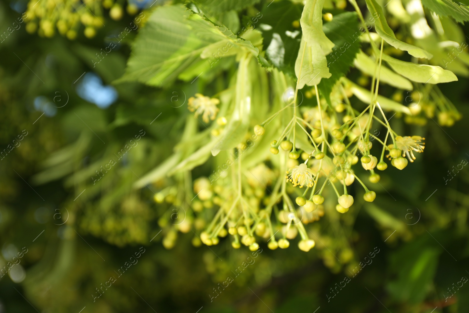 Photo of Beautiful linden tree with blossoms and green leaves outdoors, space for text