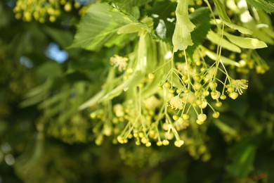 Beautiful linden tree with blossoms and green leaves outdoors, space for text