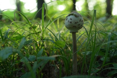 Photo of Parasol mushroom growing in green grass outdoors