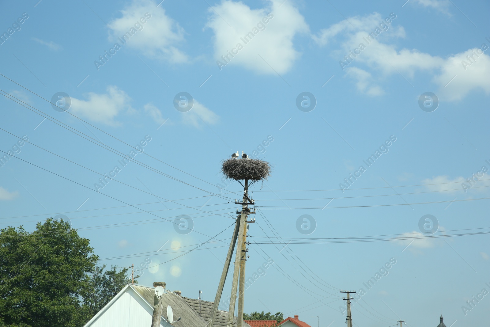 Photo of White storks in nest on electric pole against blue sky