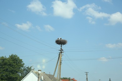 Photo of White storks in nest on electric pole against blue sky