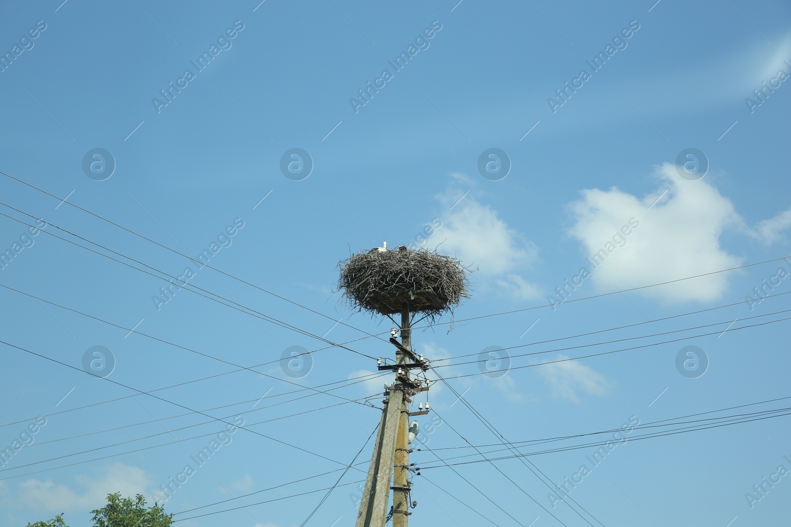 Photo of White storks in nest on electric pole against blue sky