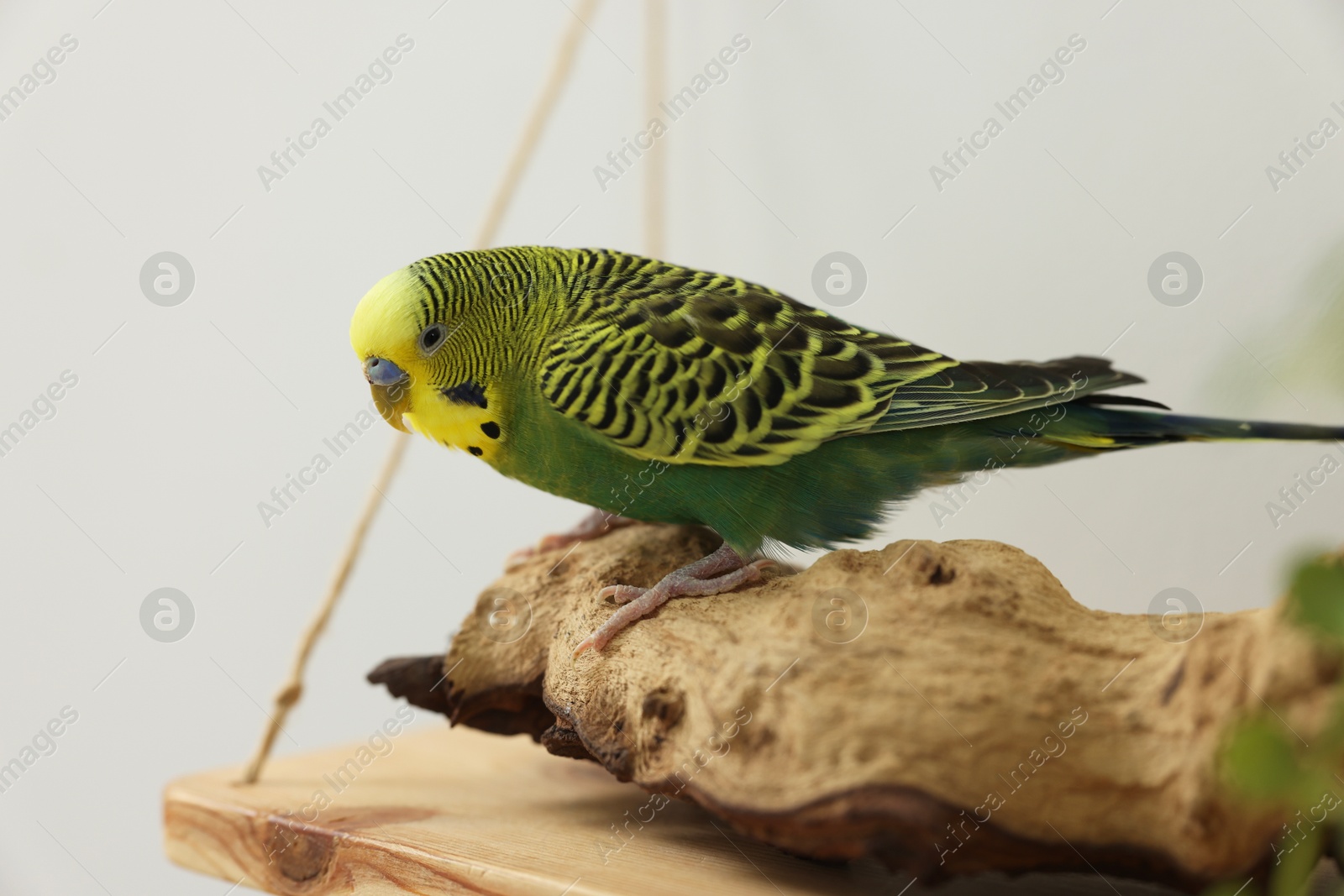 Photo of Pet parrot. Beautiful budgerigar sitting on snag indoors