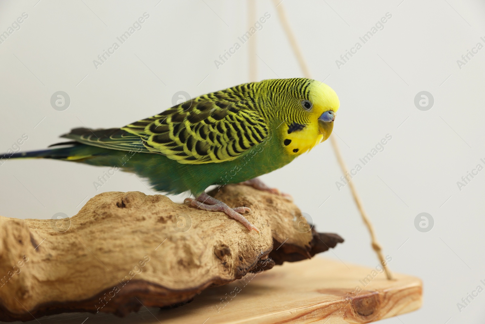 Photo of Pet parrot. Beautiful budgerigar sitting on snag indoors