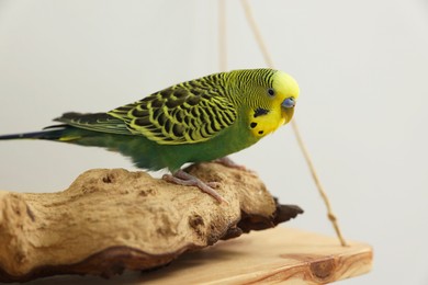 Photo of Pet parrot. Beautiful budgerigar sitting on snag indoors