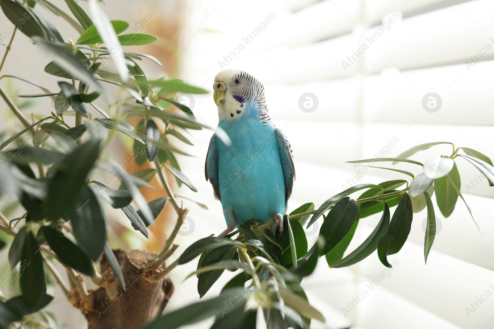 Photo of Pet parrot. Beautiful budgerigar sitting on tree indoors