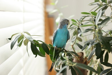 Photo of Pet parrot. Beautiful budgerigar sitting on tree indoors