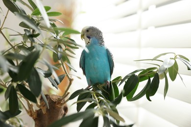 Pet parrot. Beautiful budgerigar sitting on tree indoors