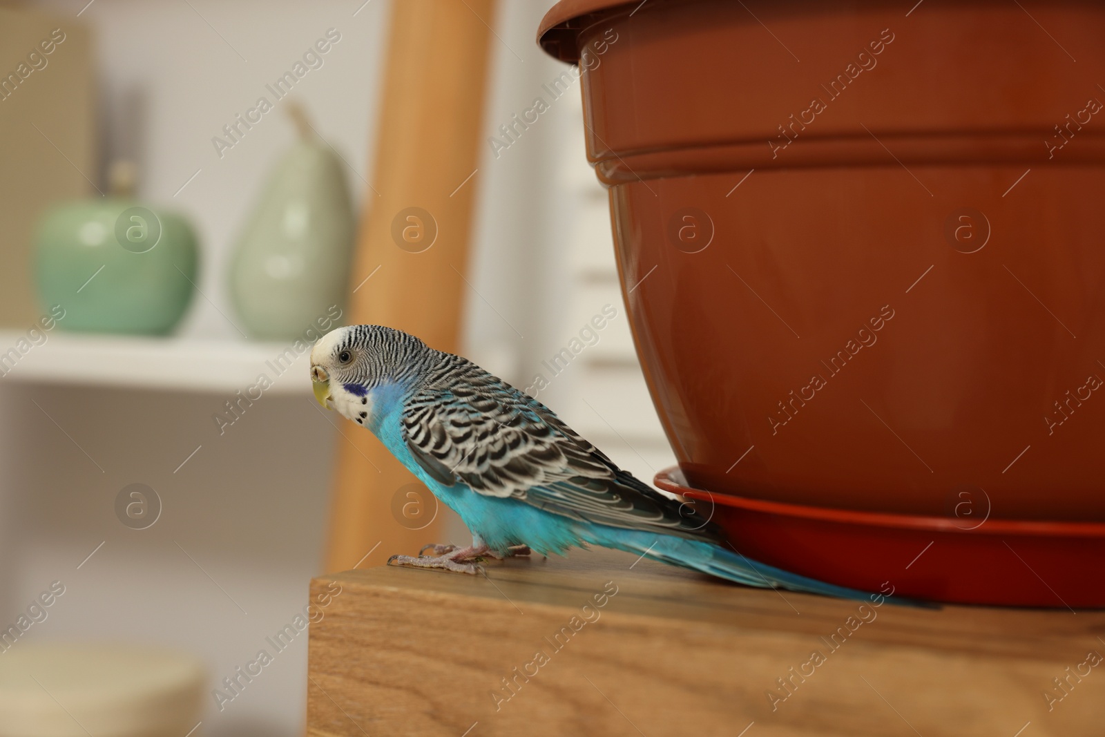 Photo of Pet parrot. Beautiful budgerigar sitting on wooden table at home