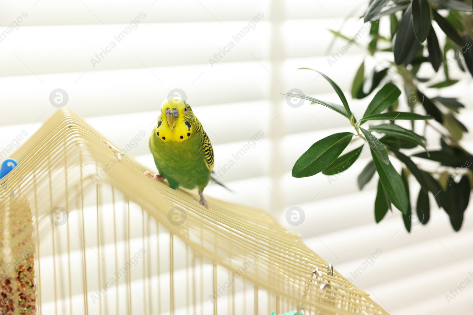 Photo of Pet parrot. Beautiful budgerigar sitting on cage indoors