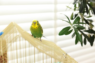 Photo of Pet parrot. Beautiful budgerigar sitting on cage indoors