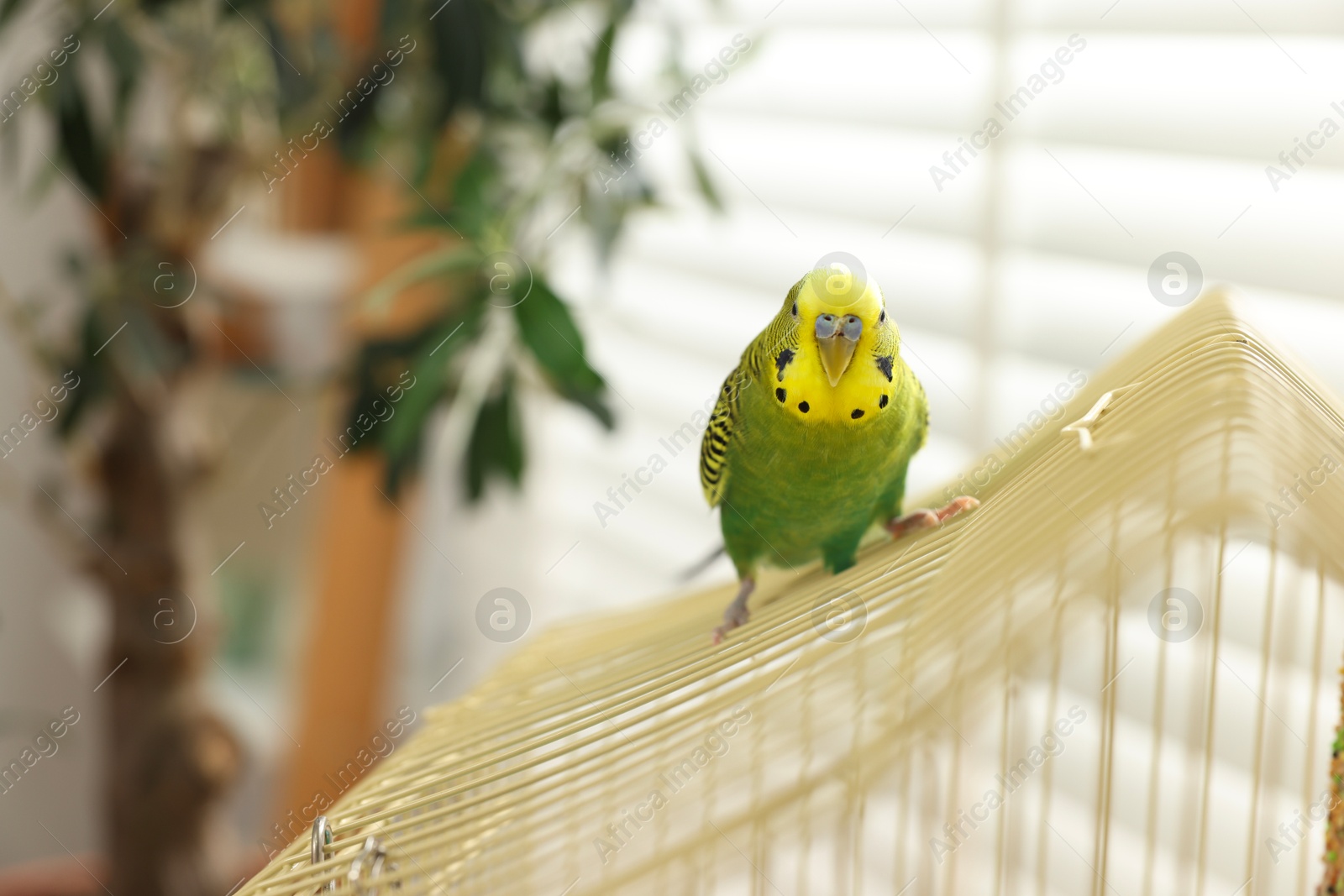 Photo of Pet parrot. Beautiful budgerigar sitting on cage indoors, space for text