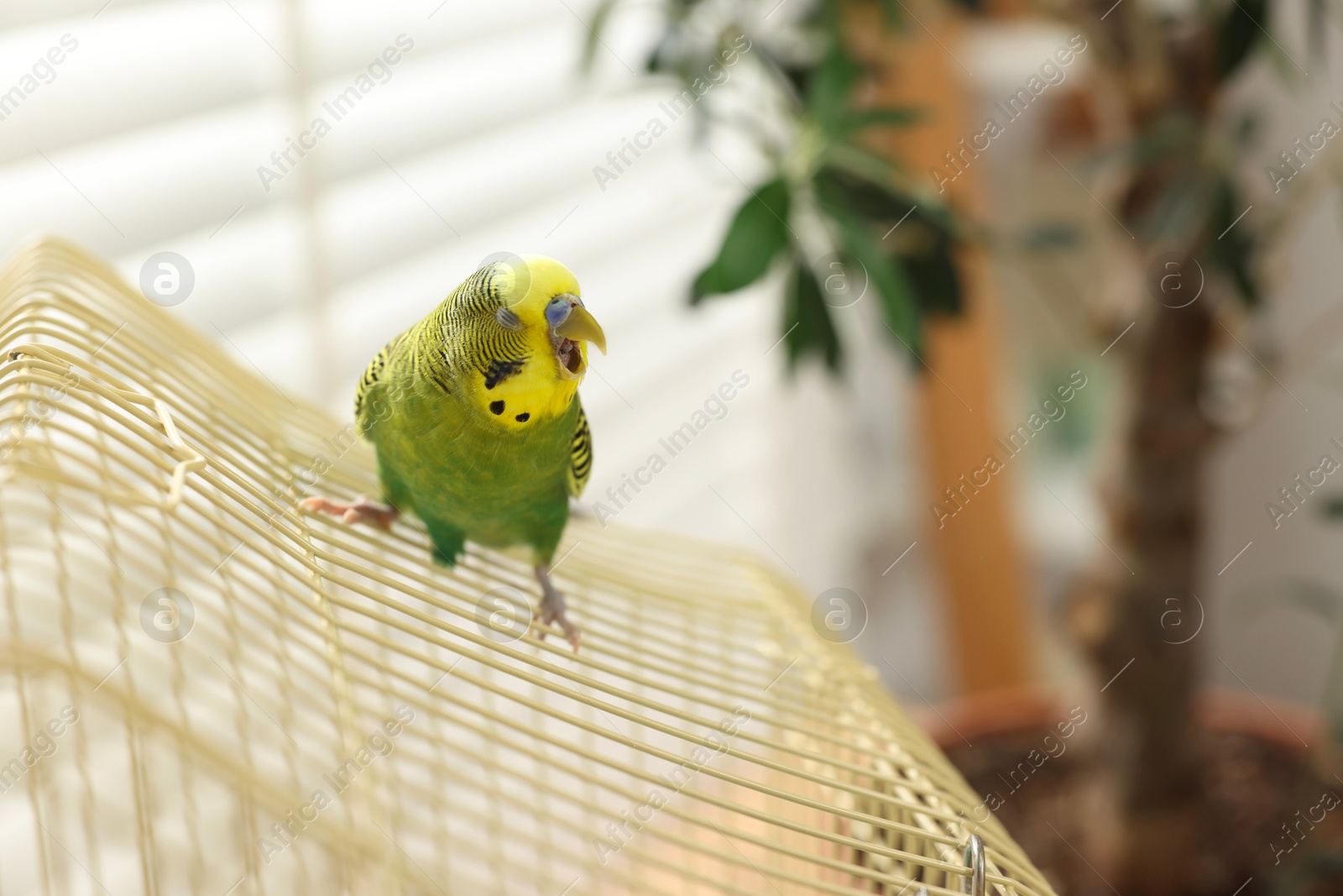 Photo of Pet parrot. Beautiful budgerigar sitting on cage indoors, space for text