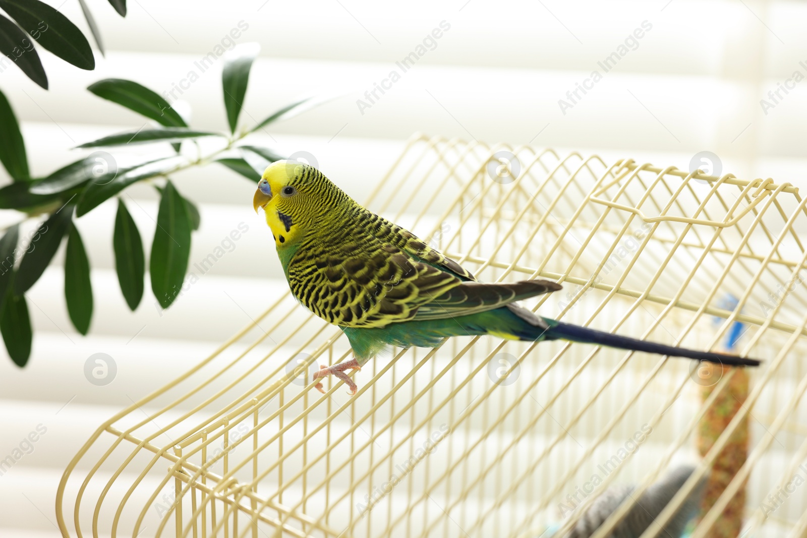 Photo of Pet parrot. Beautiful budgerigar sitting on cage indoors