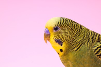 Photo of Exotic pet. Beautiful bright parrot on pink background, closeup. Space for text