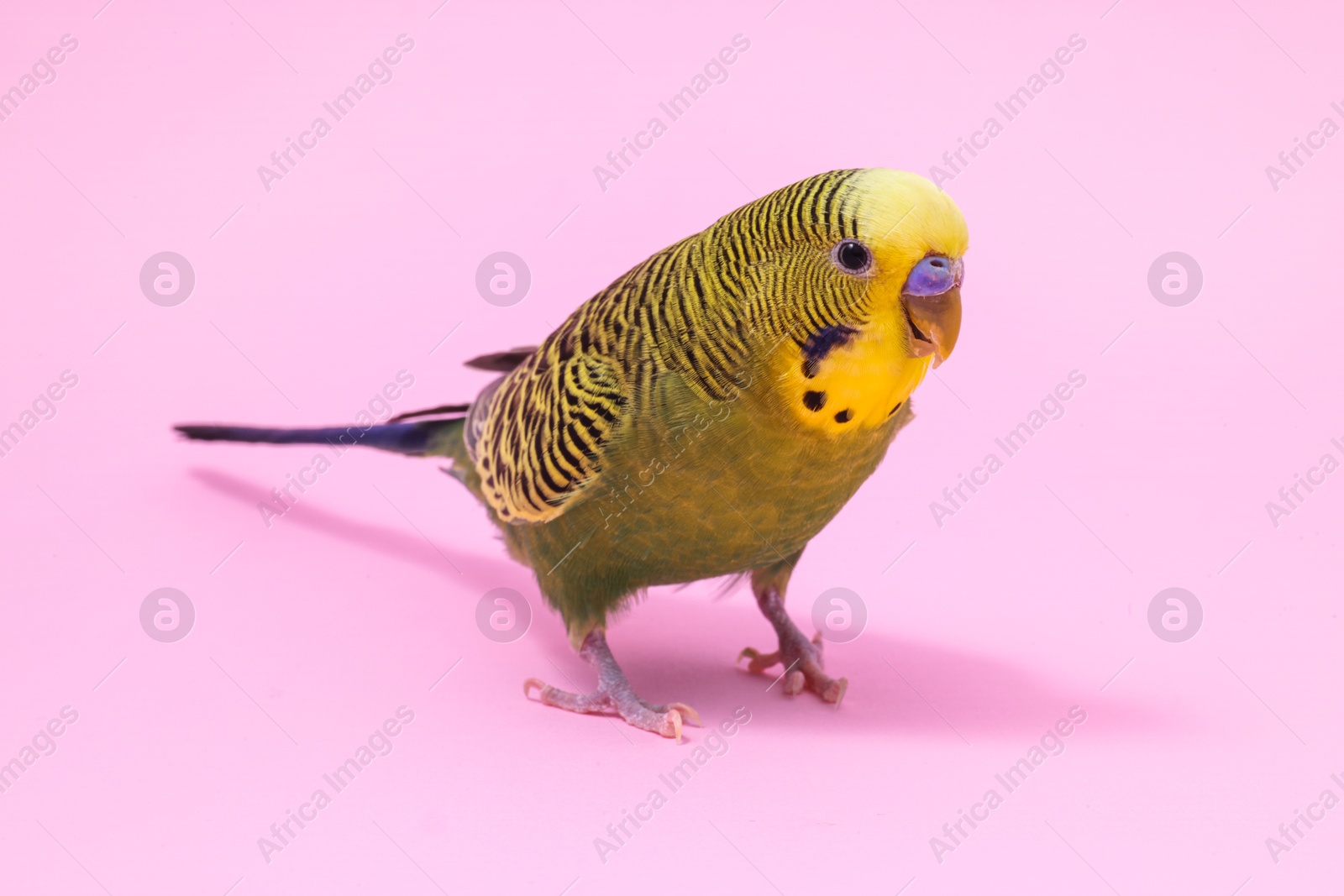 Photo of Beautiful bright parrot on pink background. Exotic pet