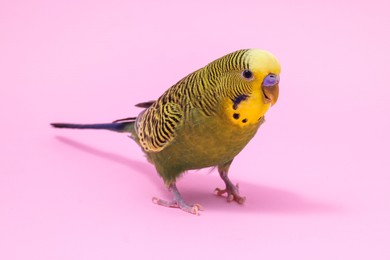 Beautiful bright parrot on pink background. Exotic pet