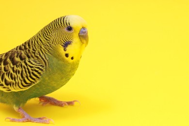 Photo of Beautiful bright parrot on yellow background, space for text. Exotic pet