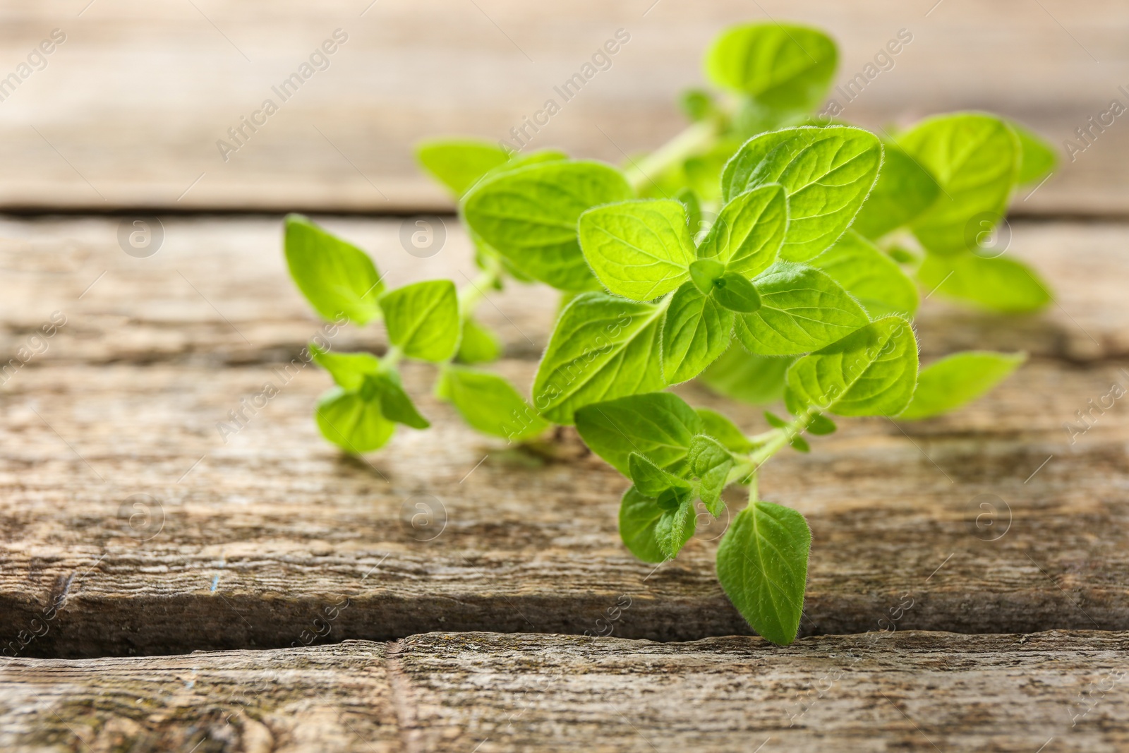 Photo of Sprigs of fresh green oregano on wooden table, closeup