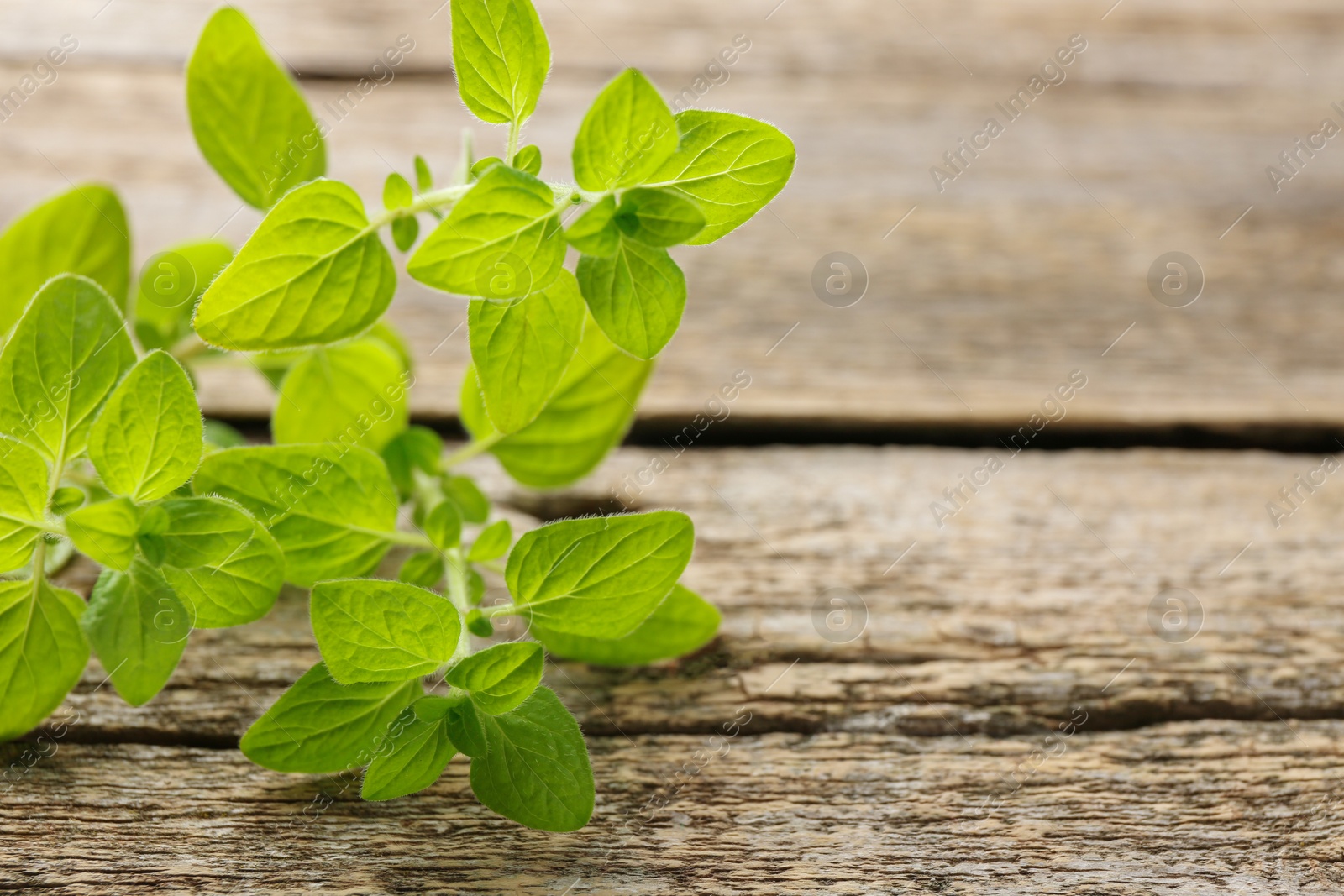 Photo of Sprigs of fresh green oregano on wooden table, closeup. Space for text